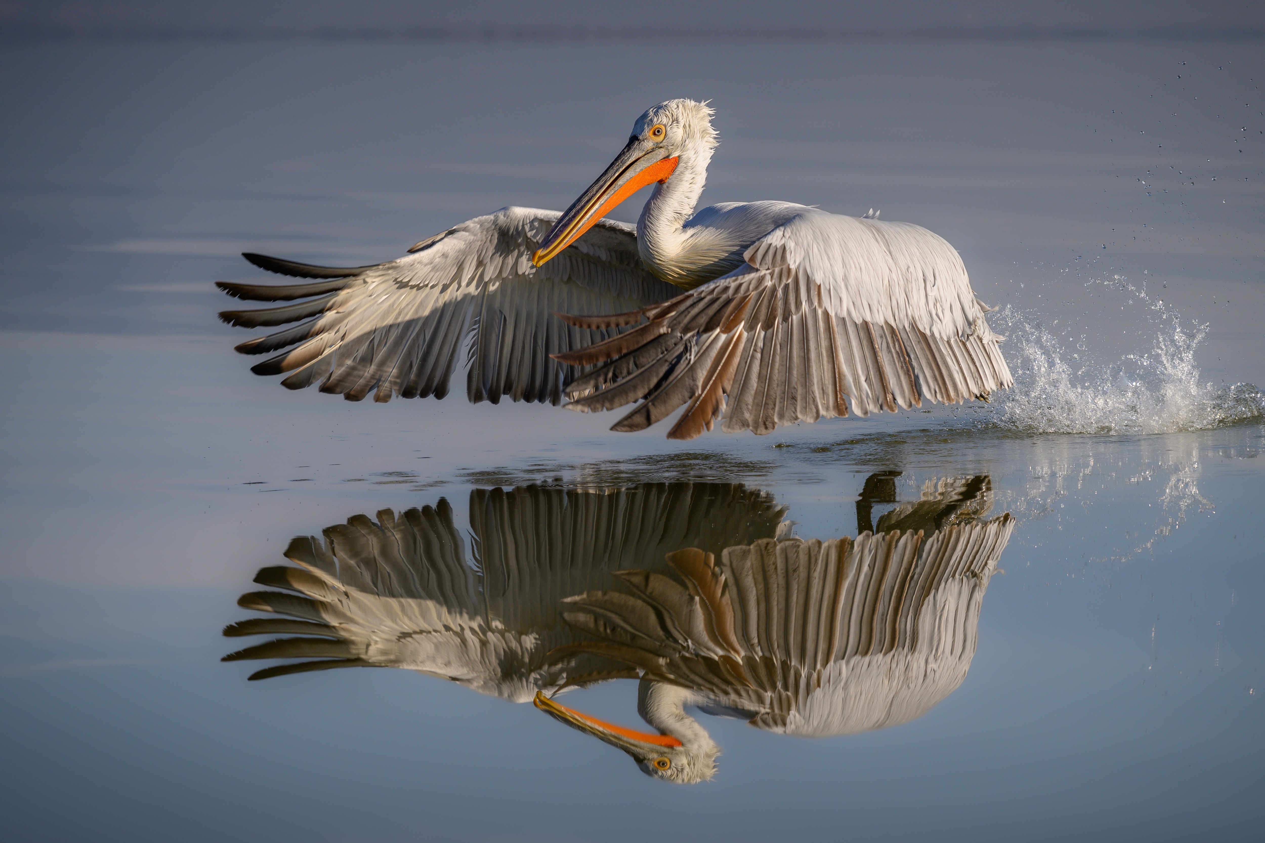 Birdlife at Lake Kerkini, a beautiful wetland area